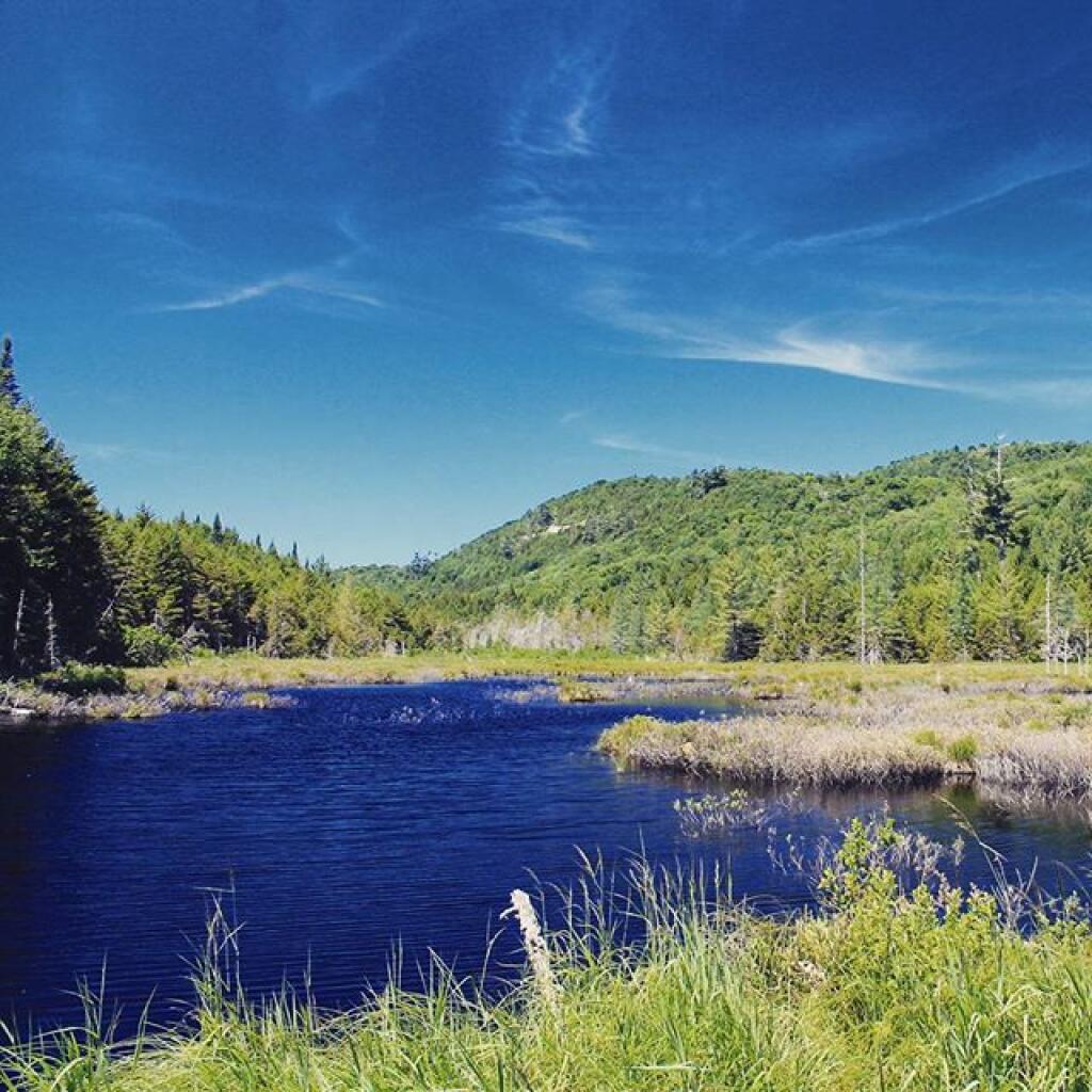 Photo: Silver Stream Swamp Photo: Silver Stream Swamp