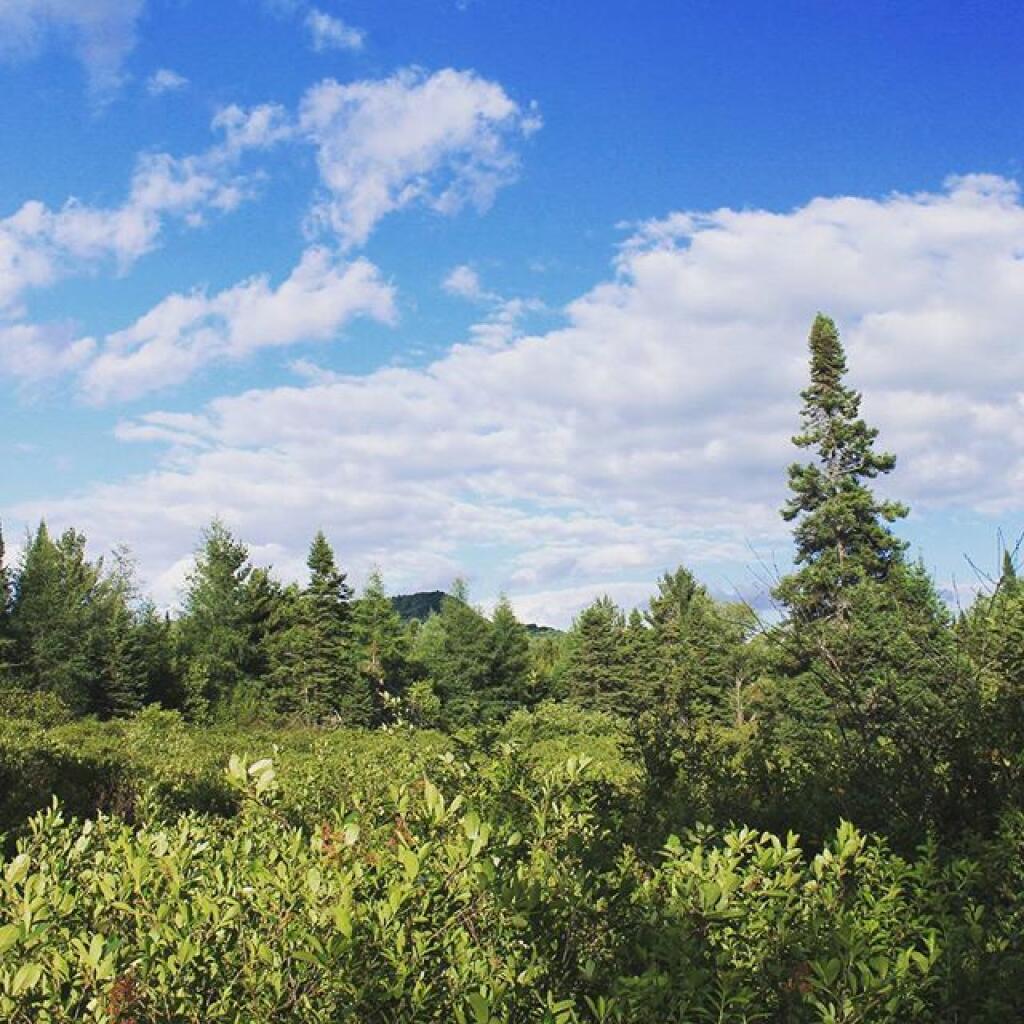 Photo: Along upper Mitchell Ponds trail Photo: Along upper Mitchell Ponds trail