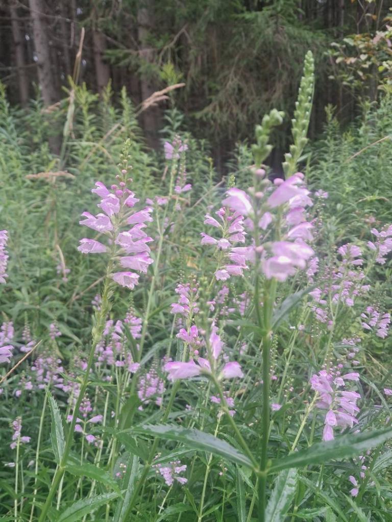 Photo: False Dragonhead 🐲 Photo: False Dragonhead 🐲
