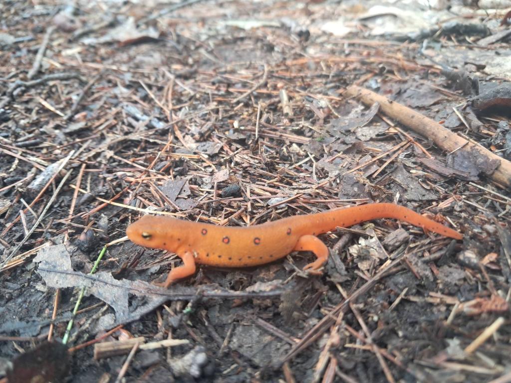 Photo: Sally the Salamander 🦎 Photo: Sally the Salamander 🦎