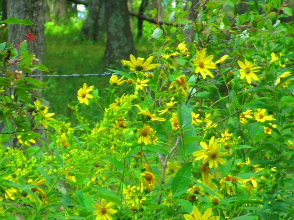 Photo: Yellow Woodland Sunflowers 🌻 Photo: Yellow Woodland Sunflowers 🌻