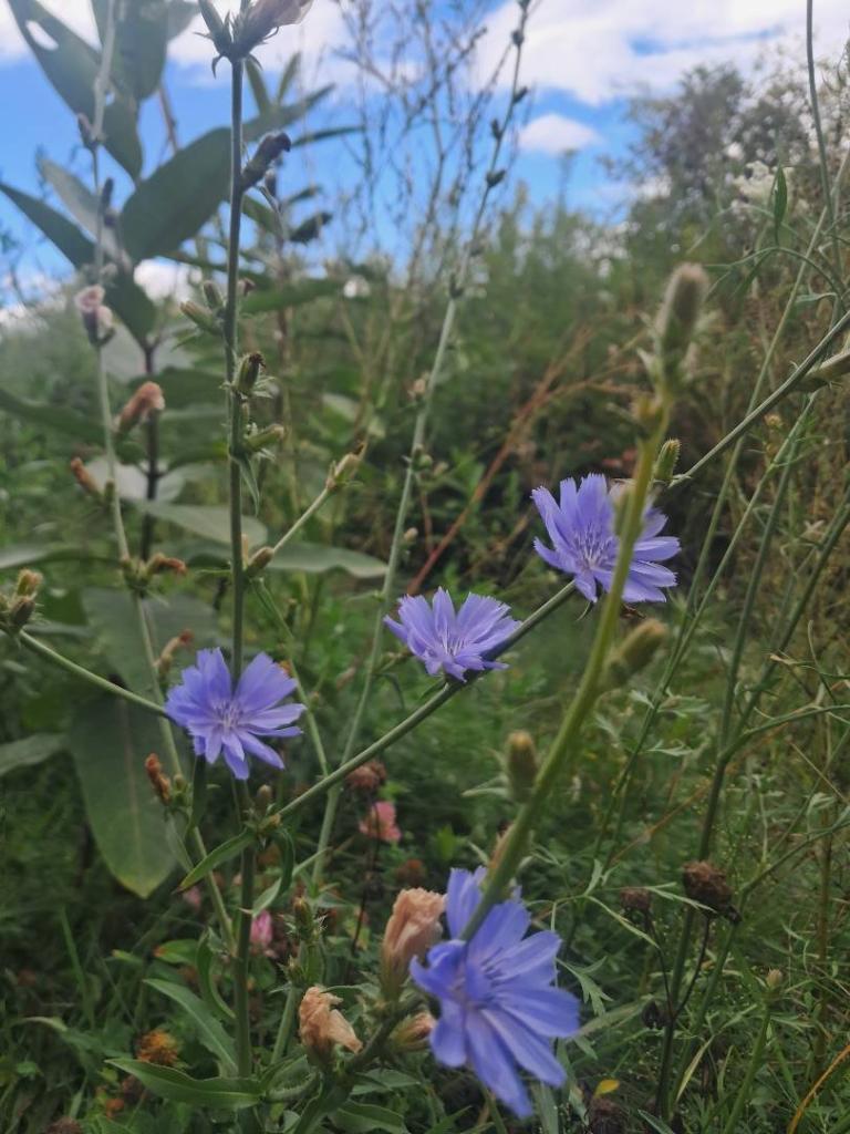 Photo: Chicory Photo: Chicory