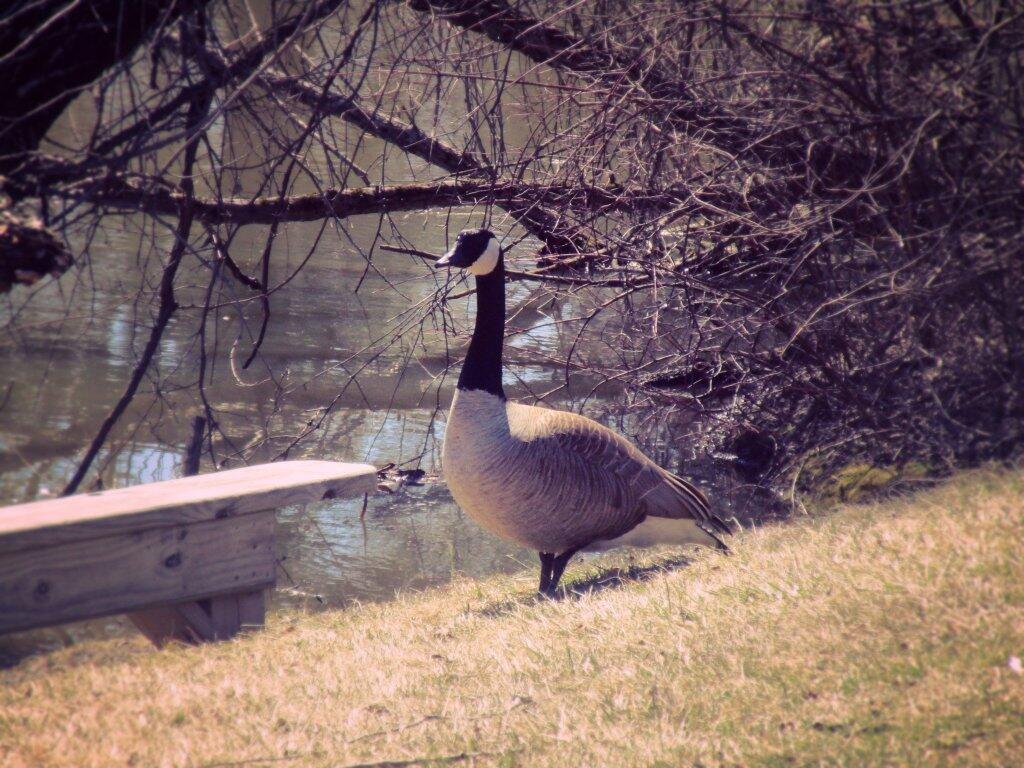Photo: Canada Goose Photo: Canada Goose