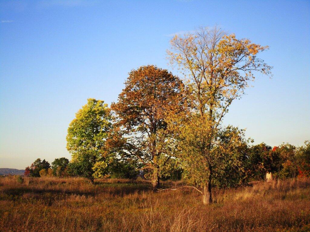 Photo: Trees Photo: Trees