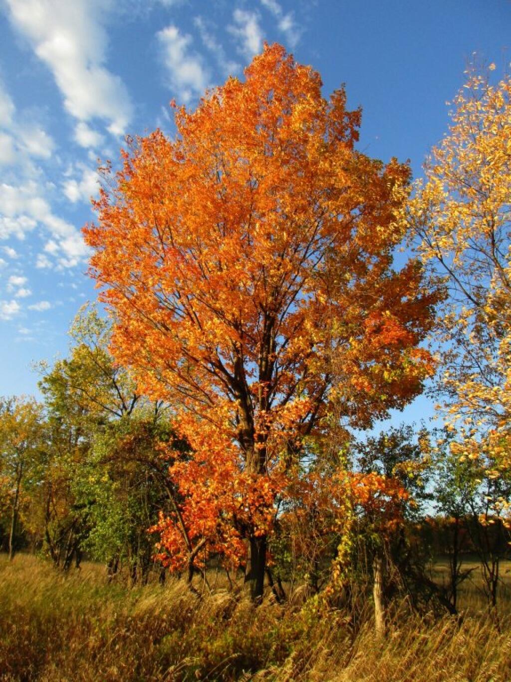 Photo: Maple Photo: Maple