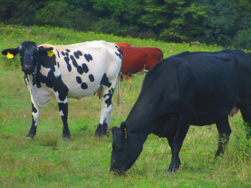 Photo: Holstein and Angus Photo: Holstein and Angus