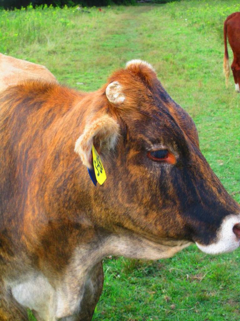 Photo: Beefmaster Photo: Beefmaster