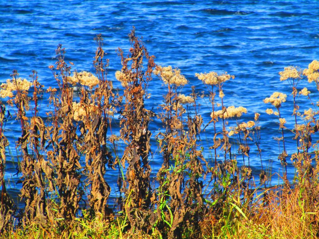 Photo: Shores of Tupper Lake Photo: Shores of Tupper Lake