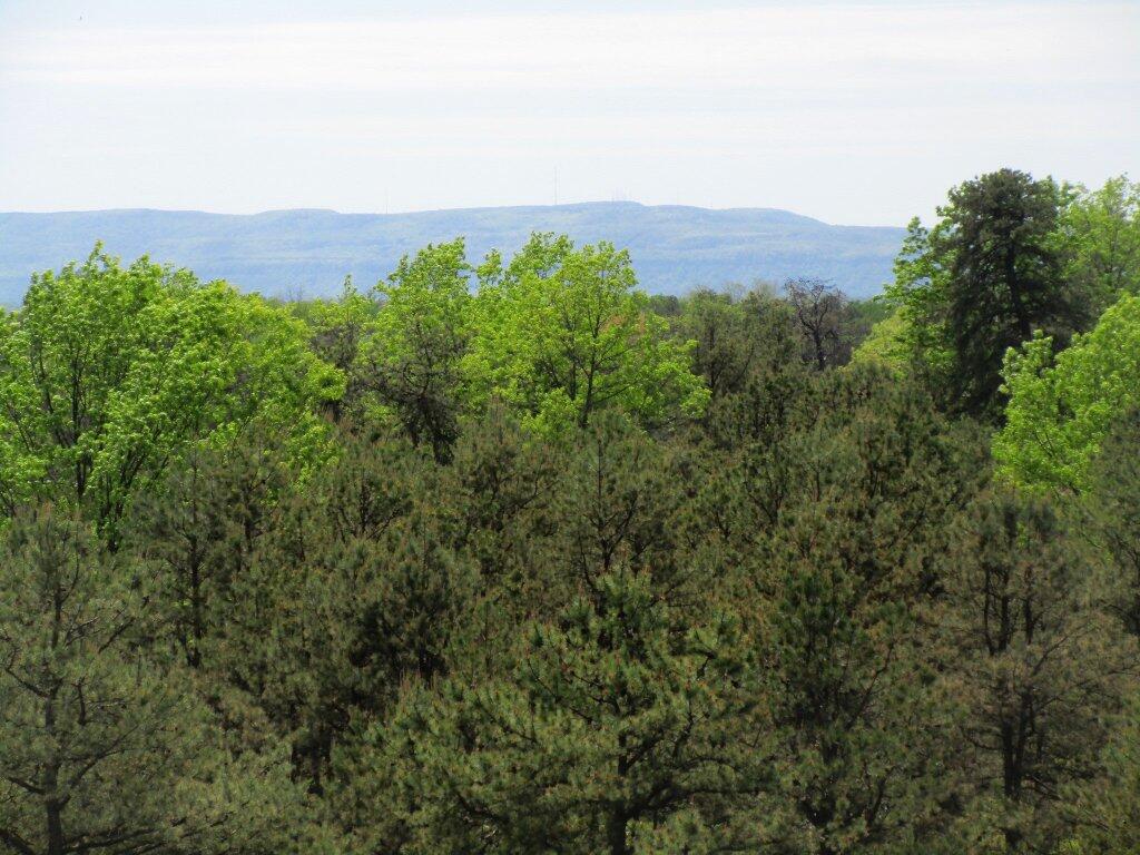 Photo: Greens Of Spring Photo: Greens Of Spring