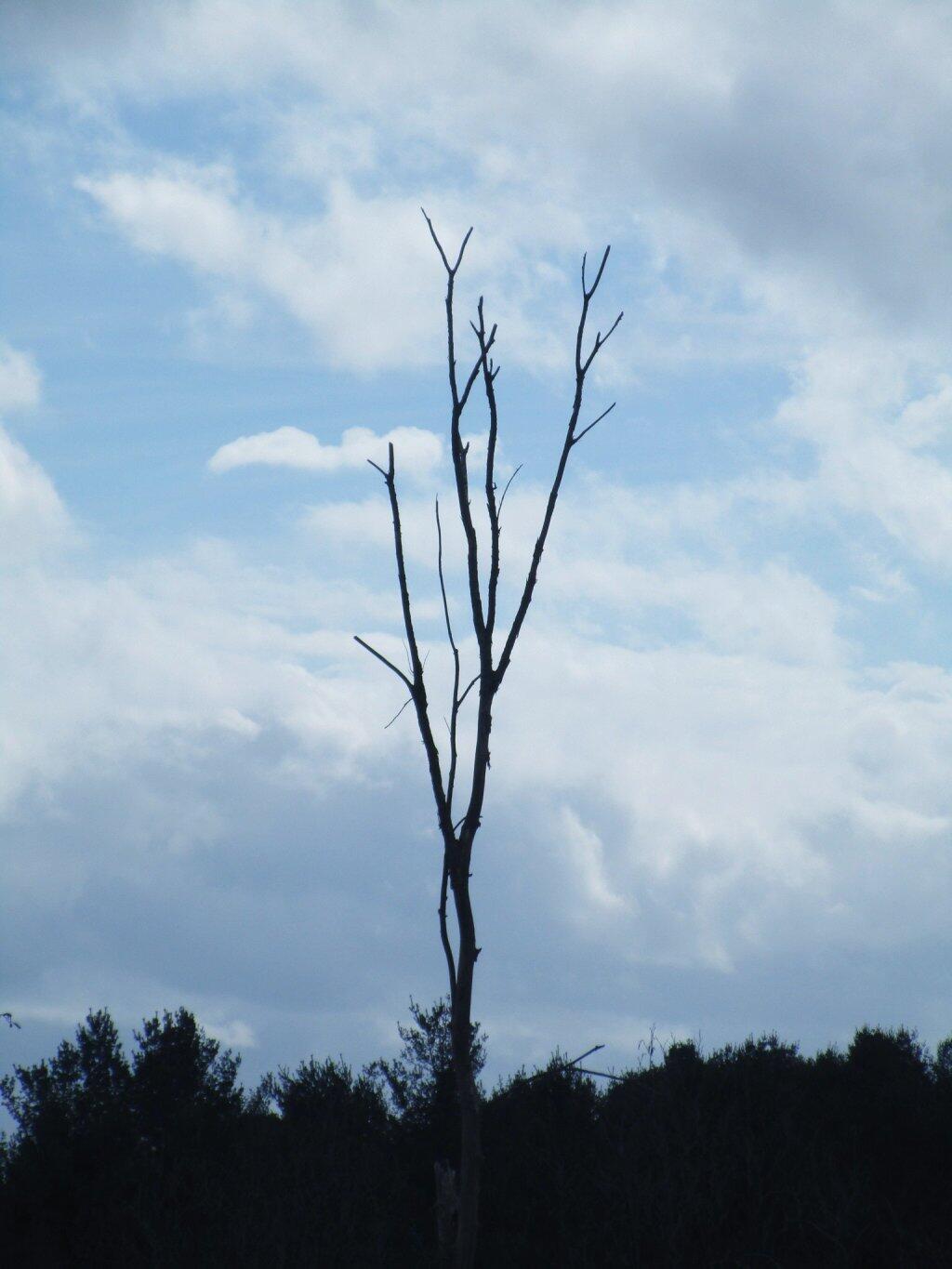 Photo: Tree Photo: Tree