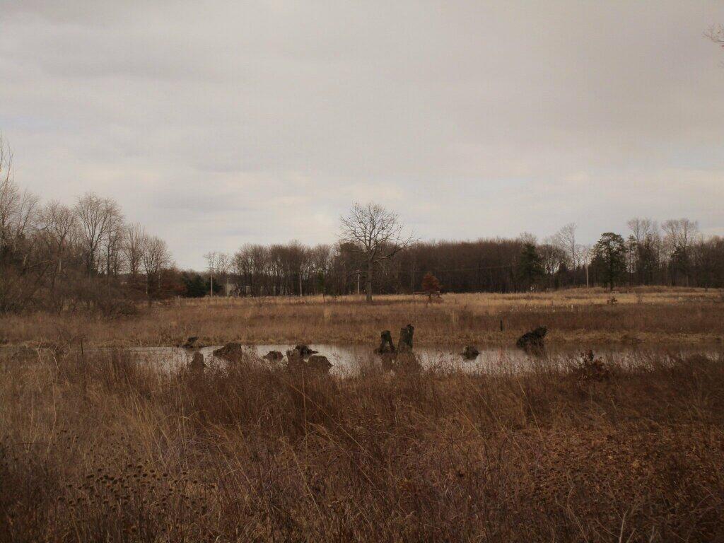 Photo: Man Made Wetlands Photo: Man Made Wetlands
