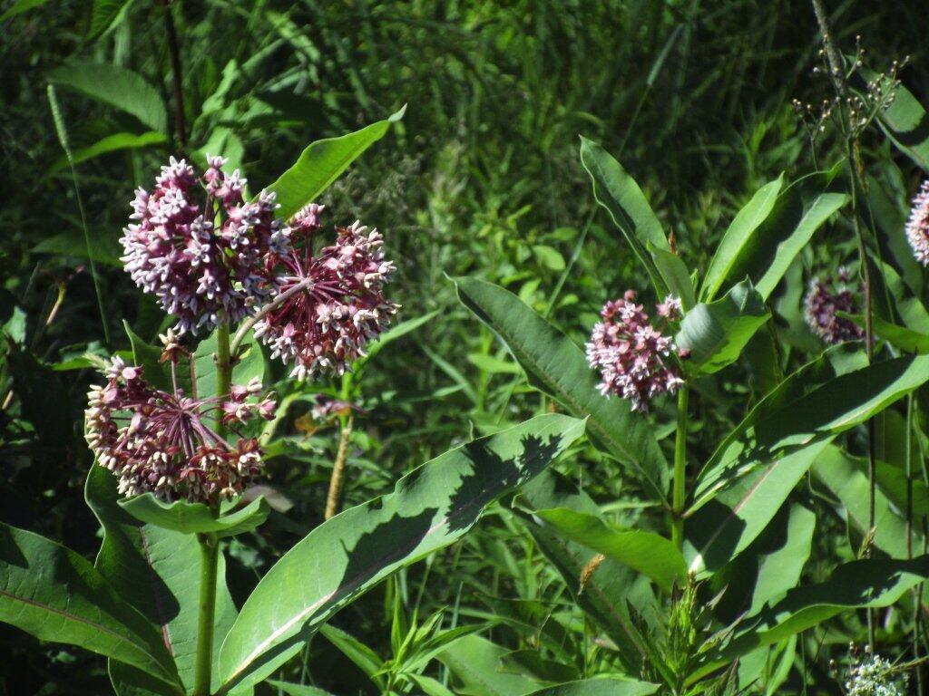 Photo: Milkweed Photo: Milkweed