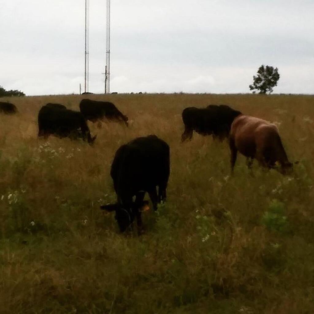 Photo: Cows are back Photo: Cows are back
