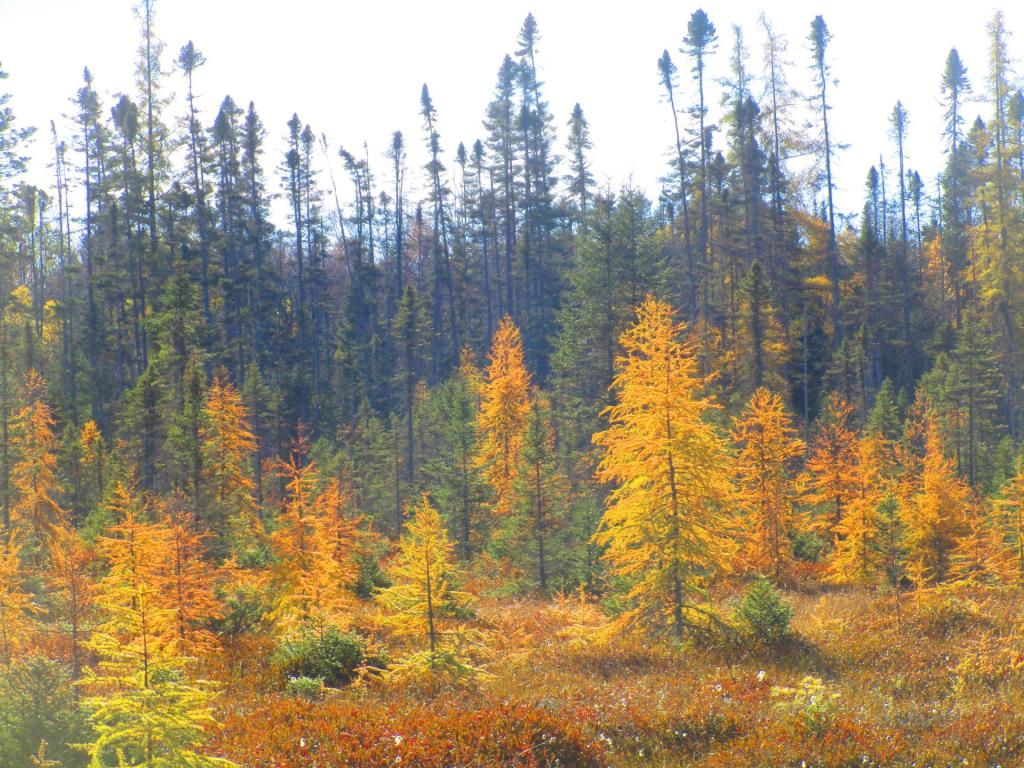 Photo: Tamarack Swamp Photo: Tamarack Swamp