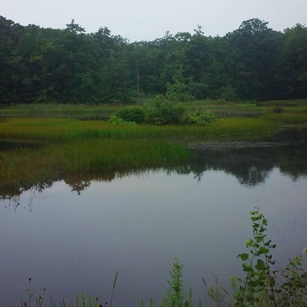 Photo: Potamac Pond in the Rain Photo: Potamac Pond in the Rain