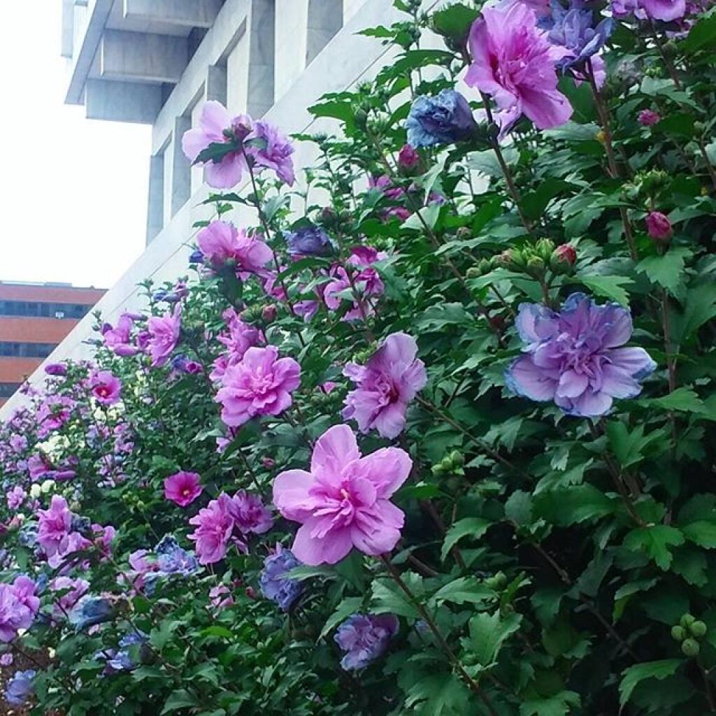 Photo: Flowers Photo: Flowers