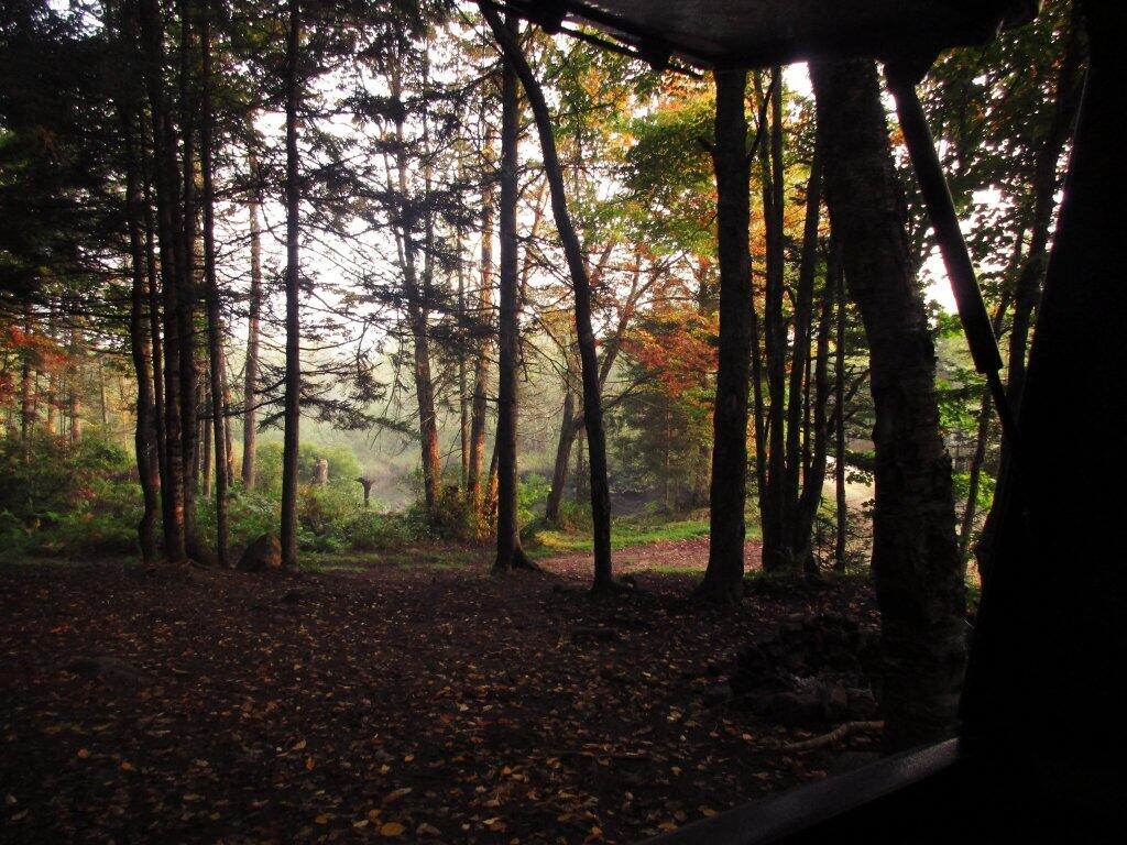 Photo: Looking Out My Back Door