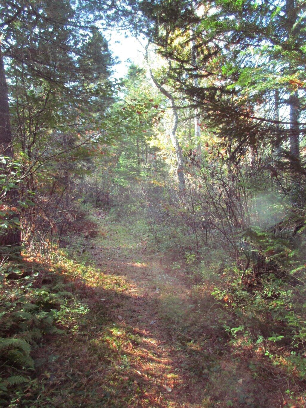 Photo: Path To The Moose River Photo: Path To The Moose River