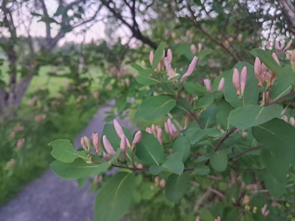 Photo: Pink Honeysuckle [Expires June 1 2026]