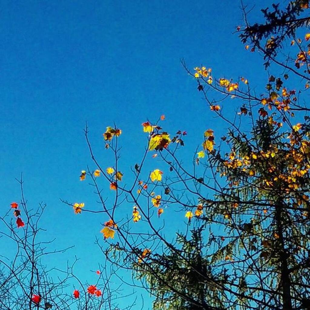 Photo: Leaves