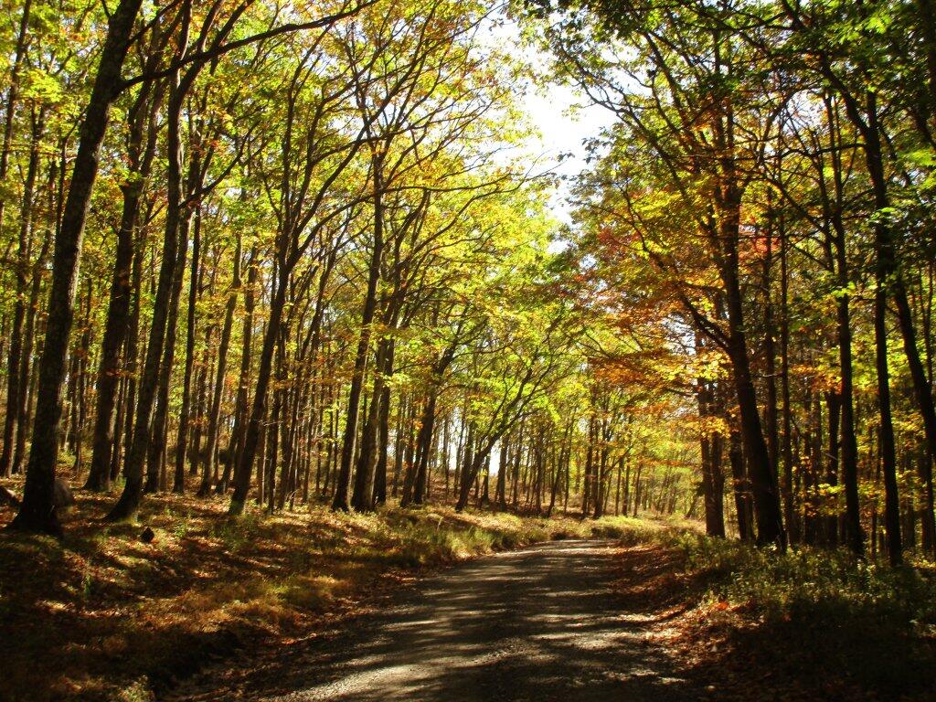 Photo: Break For Brakes Heading Down Dolly Sods Road Photo: Break For Brakes Heading Down Dolly Sods Road