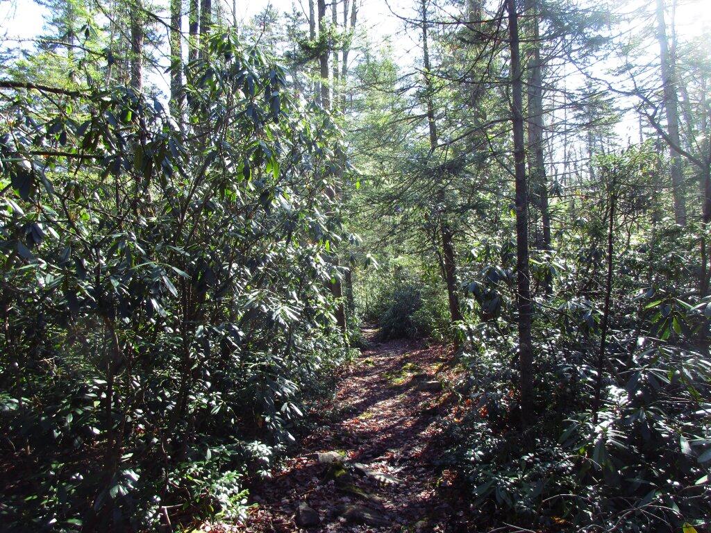 Photo: Mountain Laurel Grows Dense In WV
