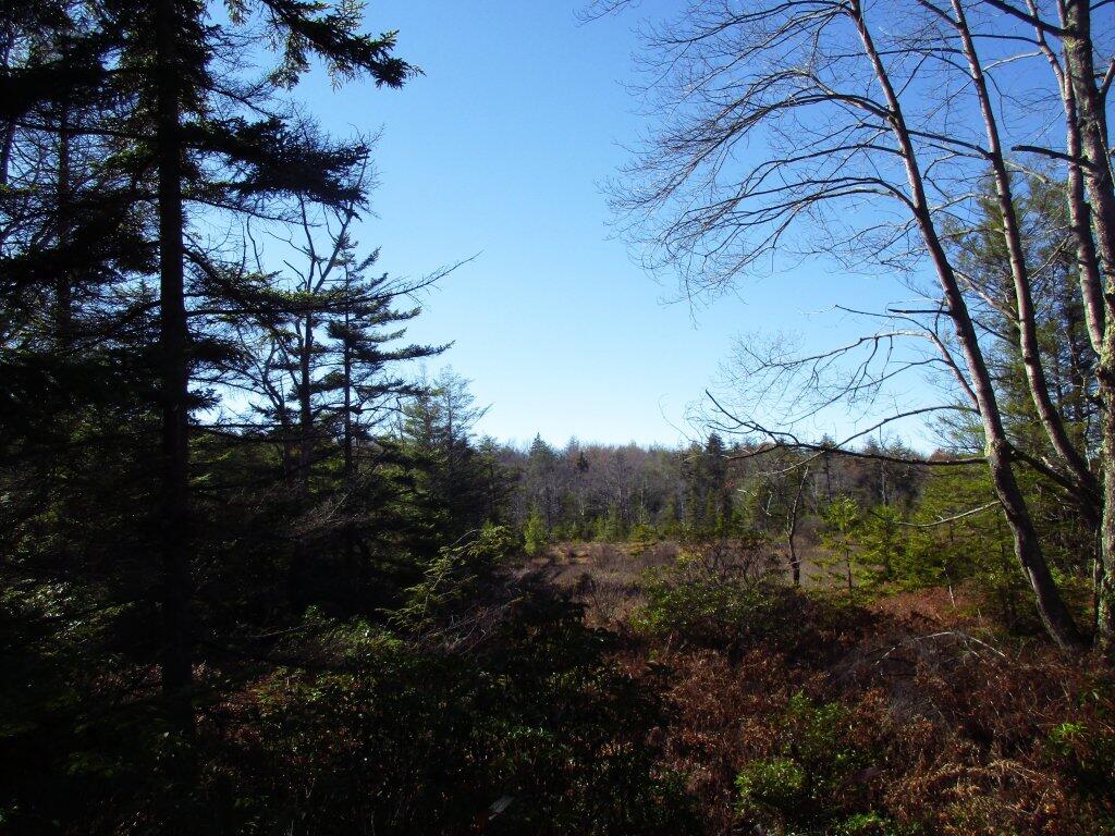 Photo: Wetlands
