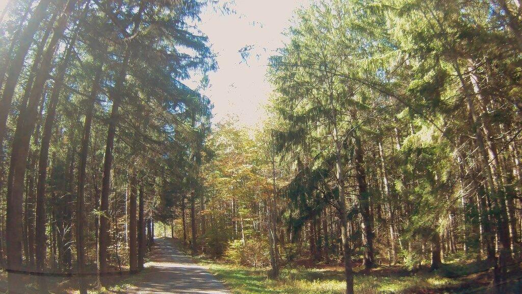 Photo: White Pine