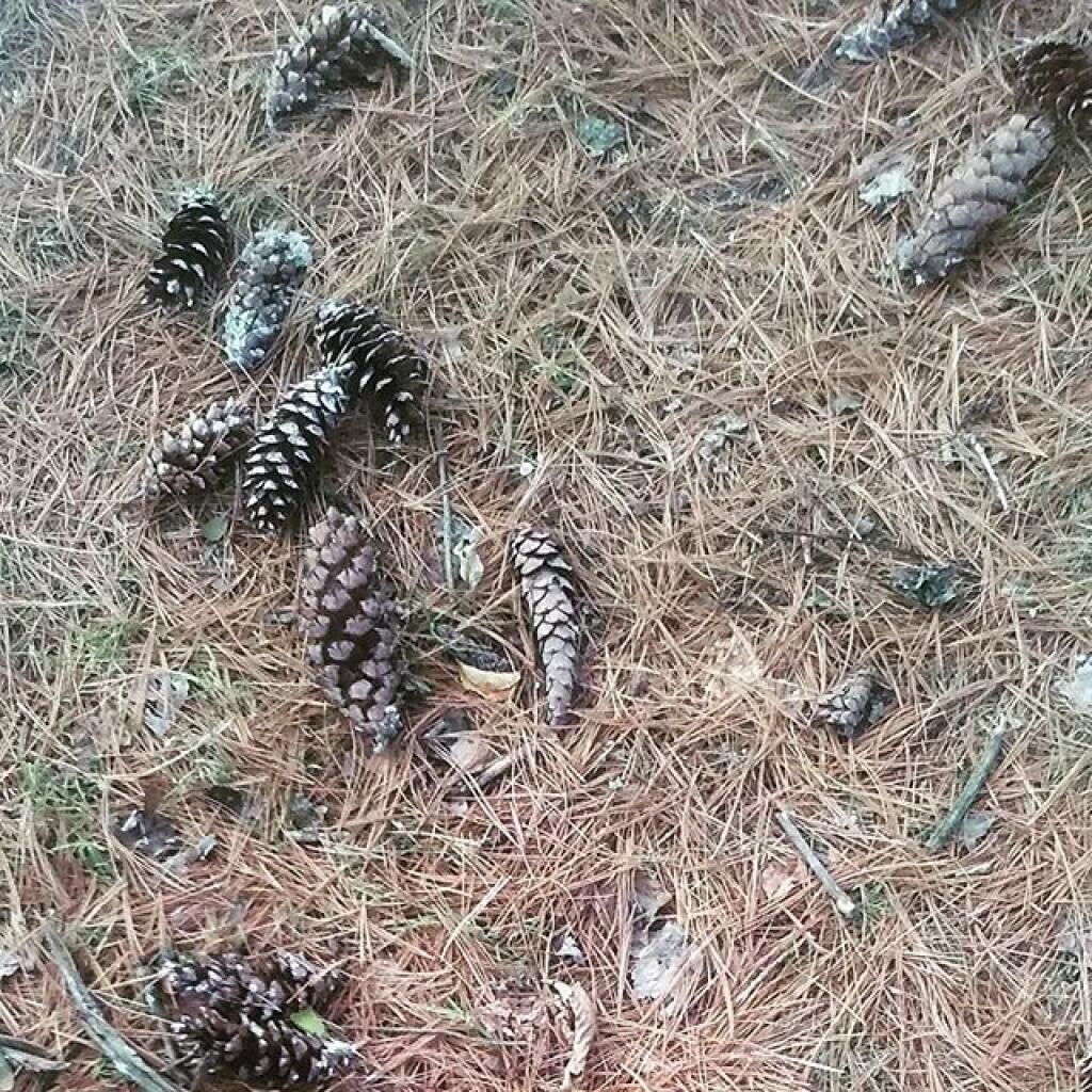 Photo: Pine Cones Photo: Pine Cones