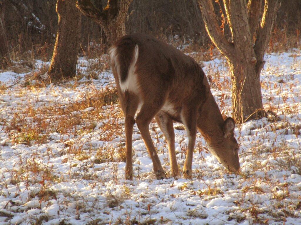 Photo: Grazing Photo: Grazing