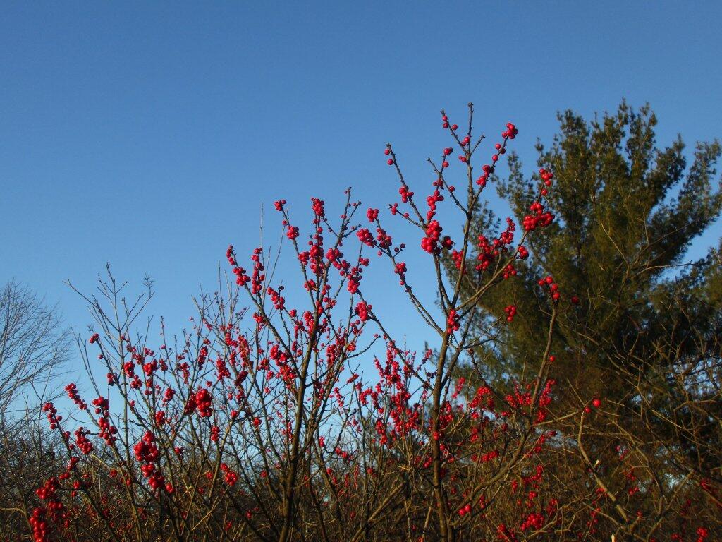 Photo: Winters Color Photo: Winters Color