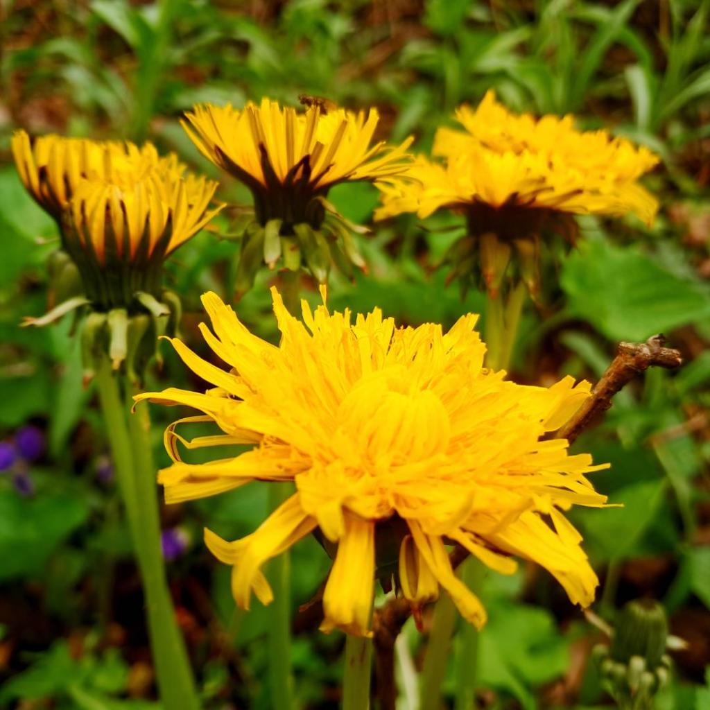 Photo: Big dandelions [Expires May 24 2026]