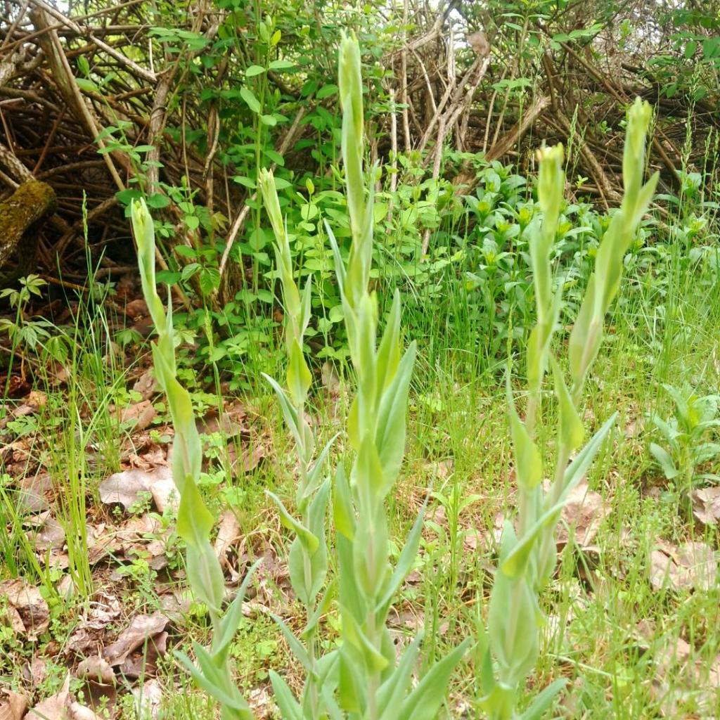 Photo: Tower Mustard [Expires May 24 2026]