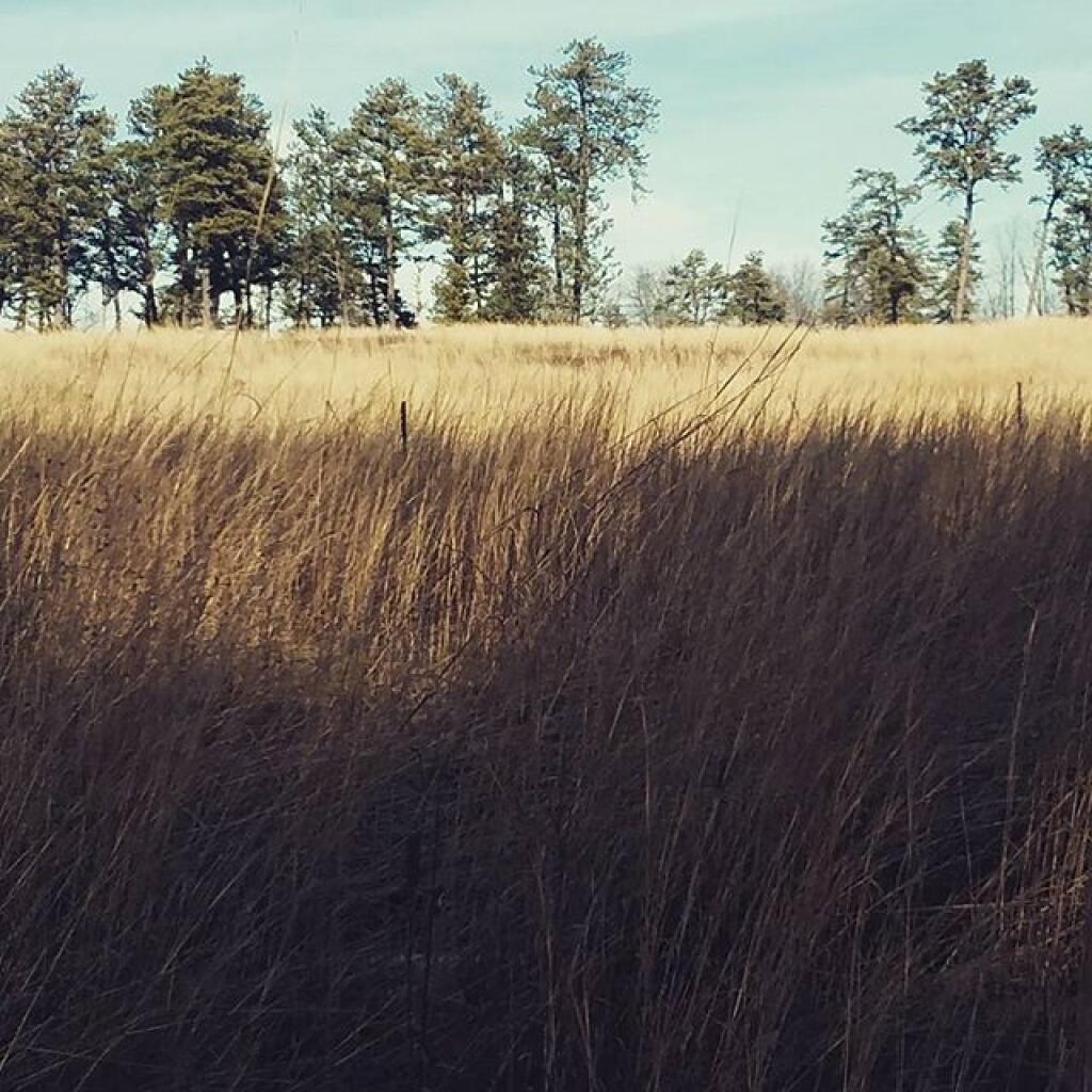 Photo: Grass Savanah Photo: Grass Savanah