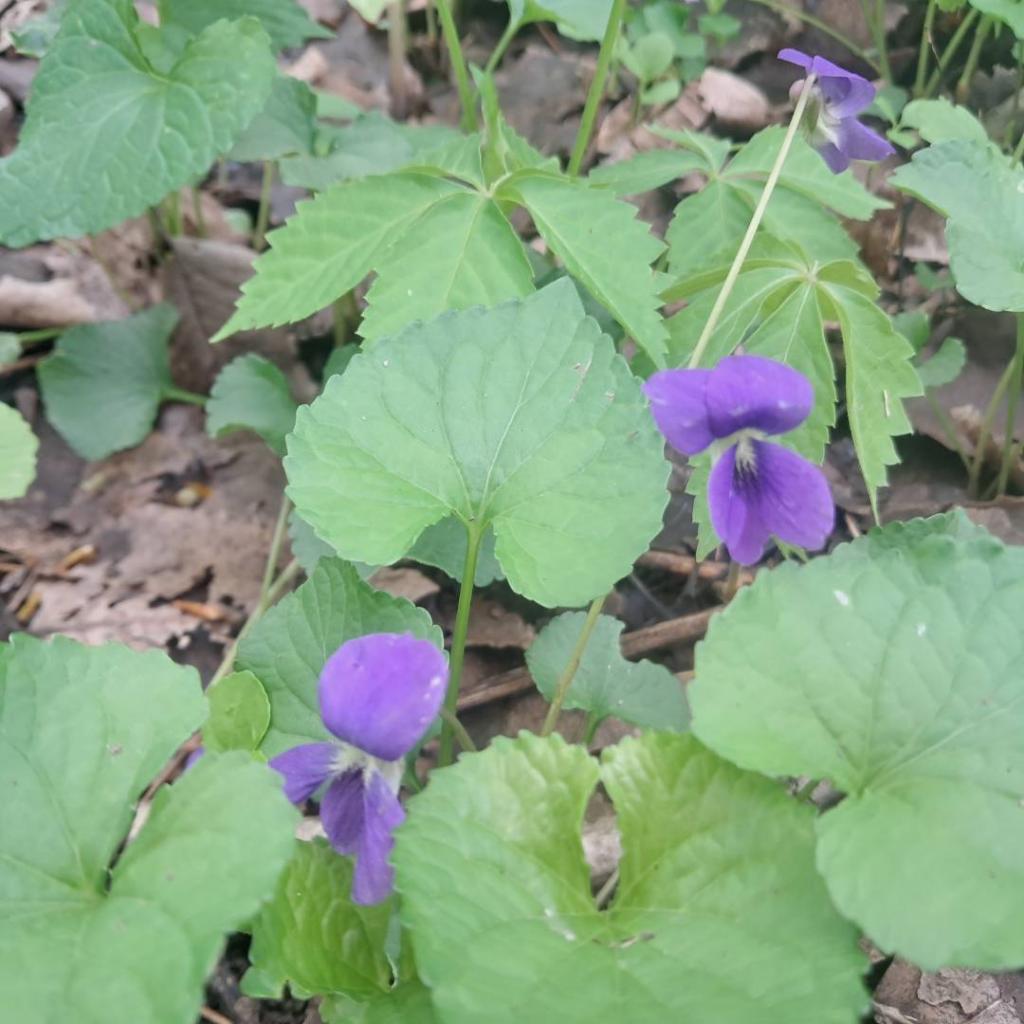 Photo: Common Violet [Expires May 24 2026]