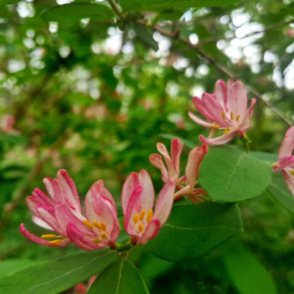 Photo: Tatarian honeysuckle [Expires May 24 2026]