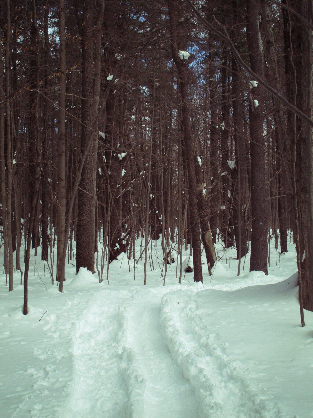 Photo: Ski Trail
