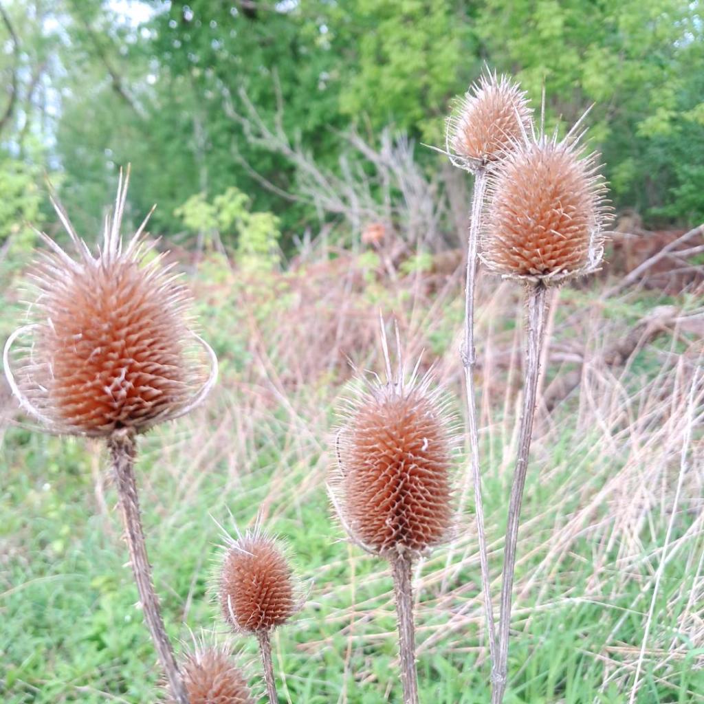 Photo: Burdock [Expires May 24 2026]