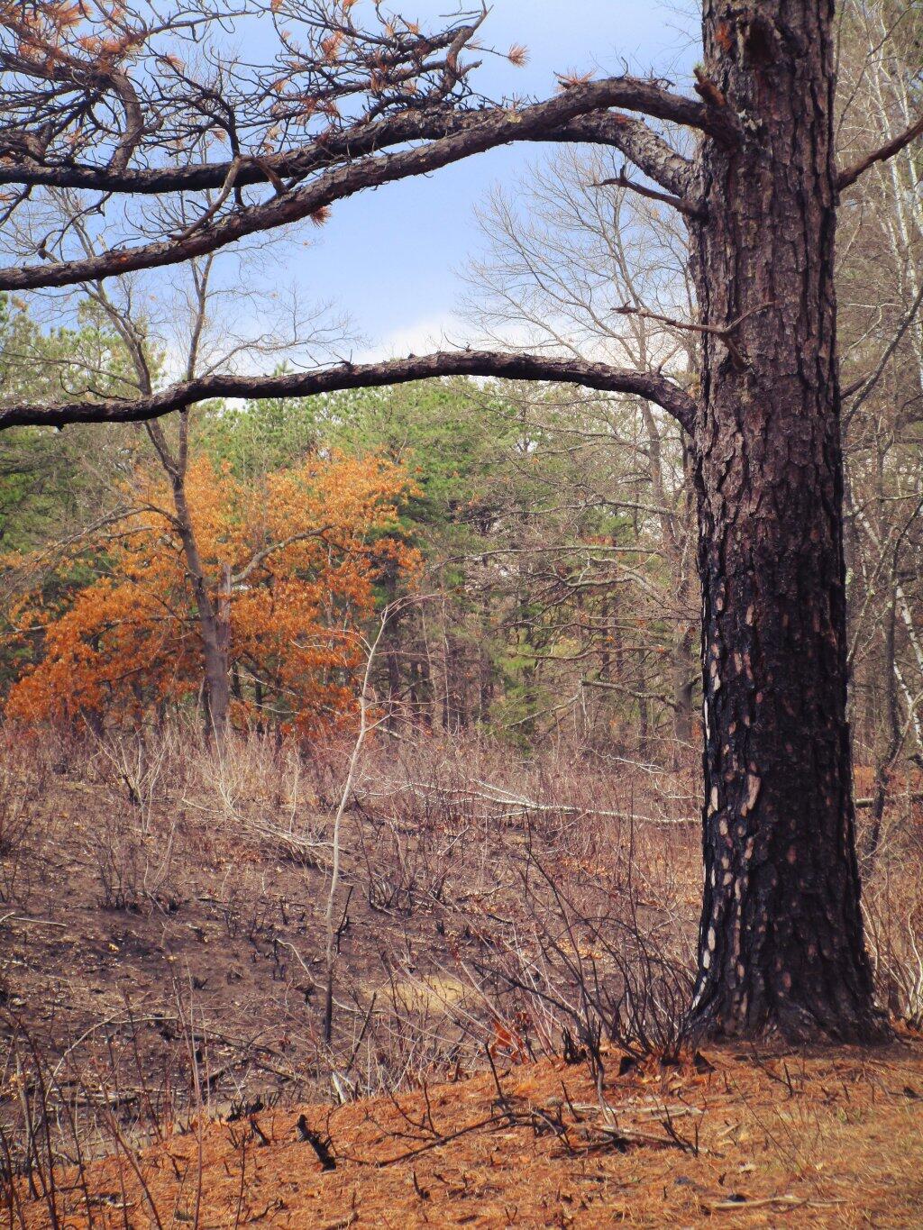 Photo: Burnt Photo: Burnt