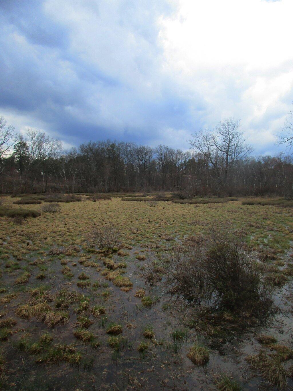 Photo: Wetland Photo: Wetland