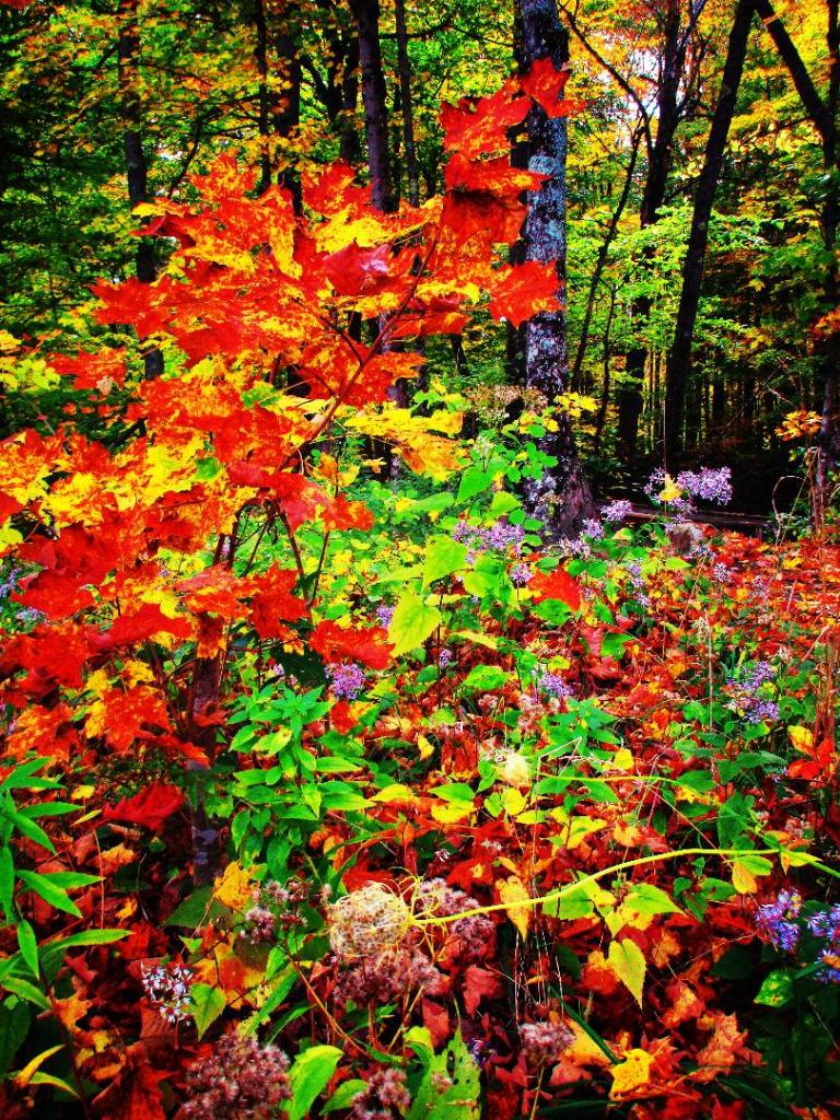 Photo: Autumn Colors [Expires October 18 2026]