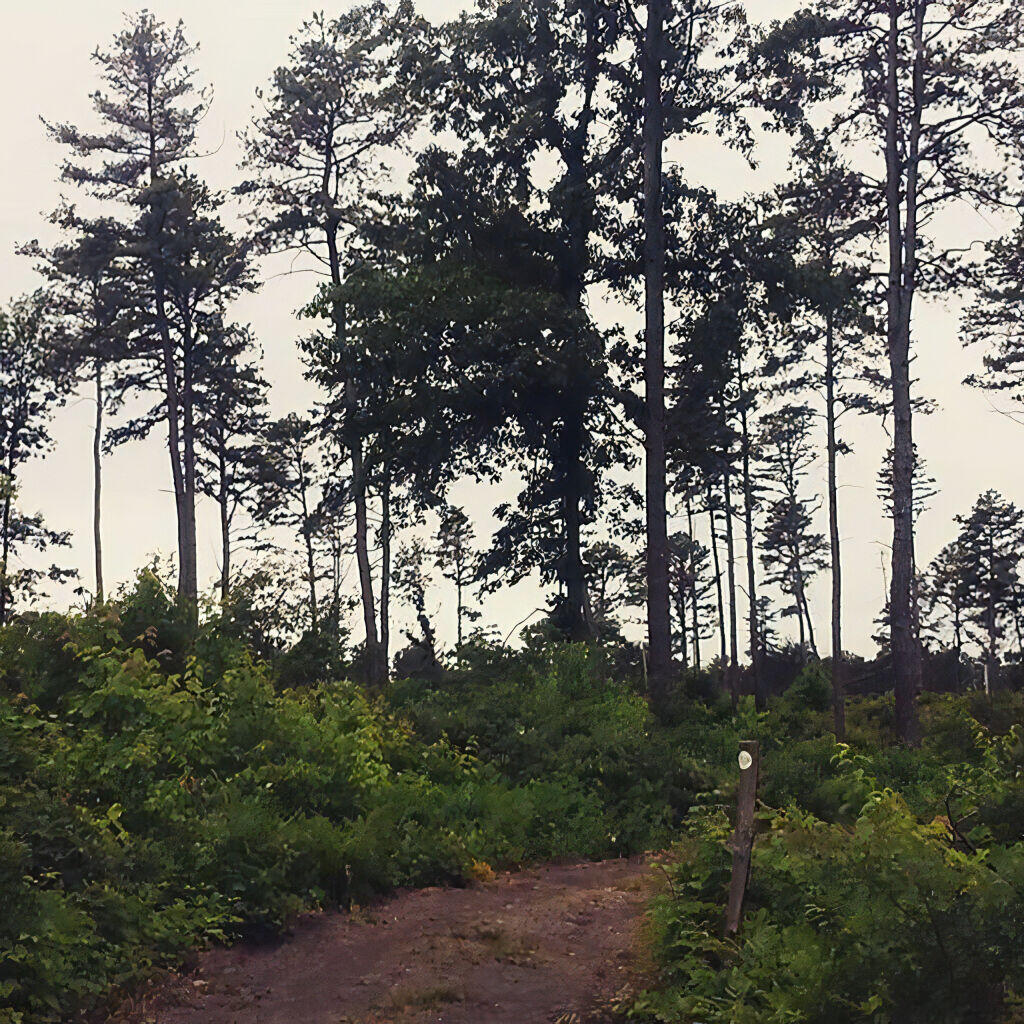 Photo: White Trail Photo: White Trail