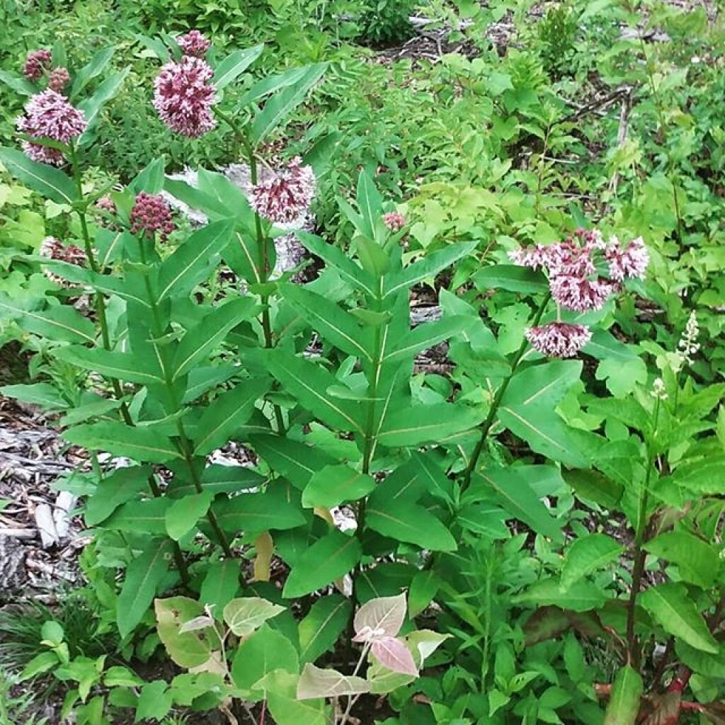 Photo: Milkweed Photo: Milkweed