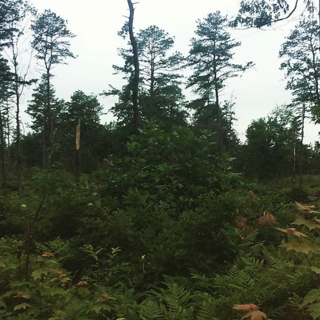 Photo: Pine Bush Photo: Pine Bush