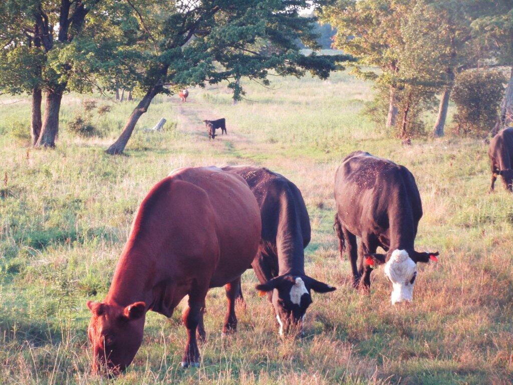 Photo: Grazing Photo: Grazing