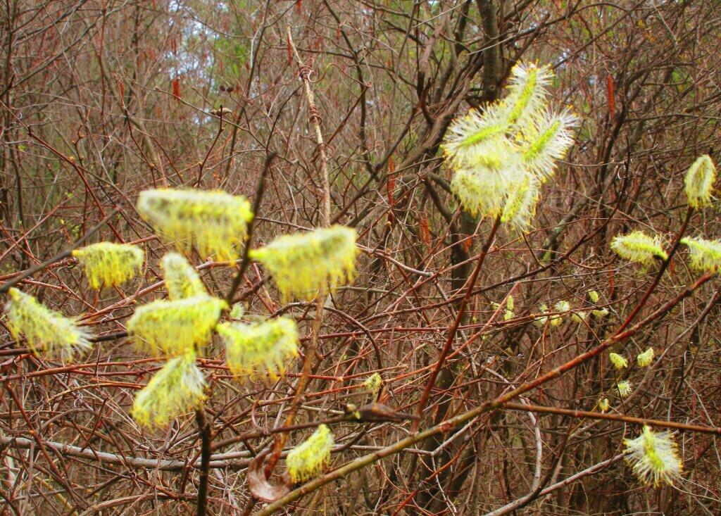 Photo: Pussy Willow Photo: Pussy Willow