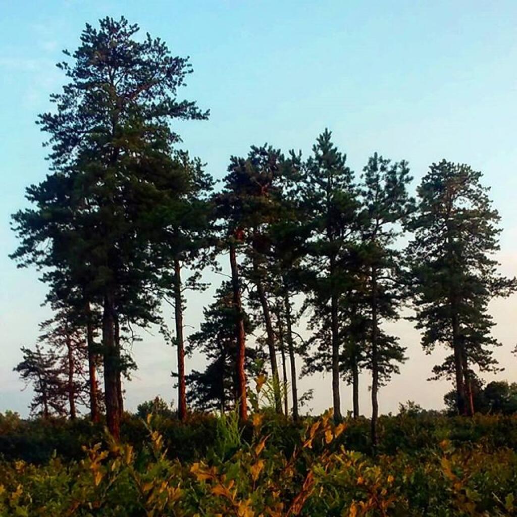 Photo: City Preserve Photo: City Preserve
