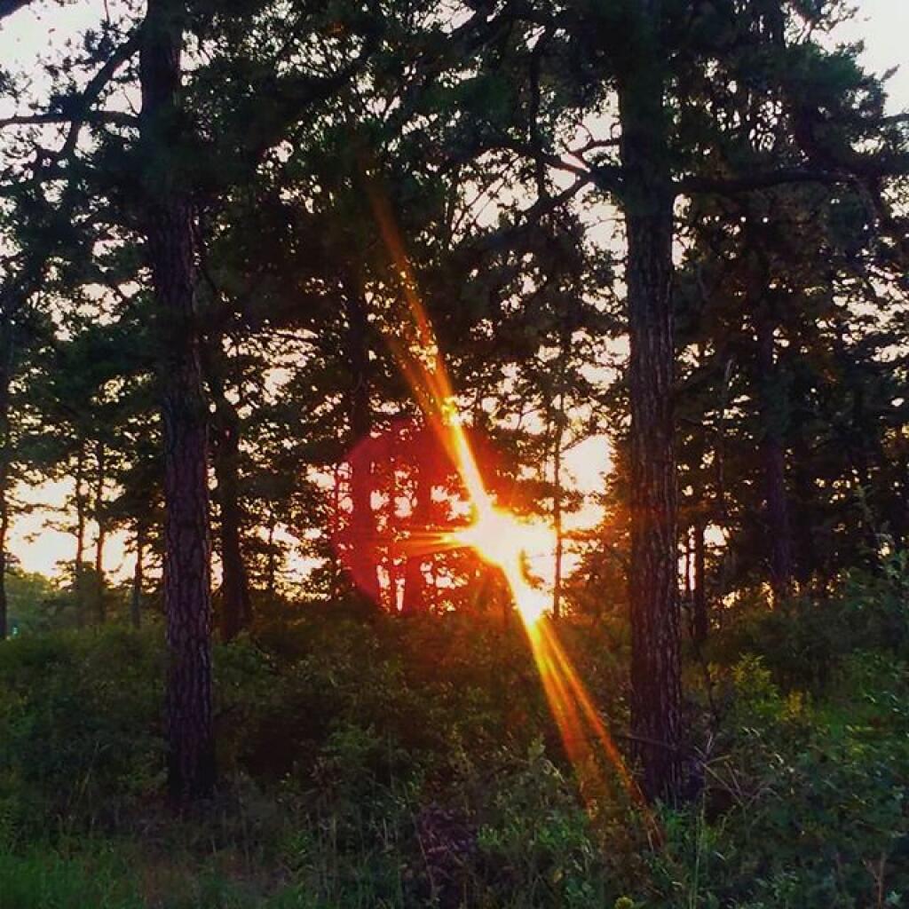 Photo: Fire in the woods Photo: Fire in the woods