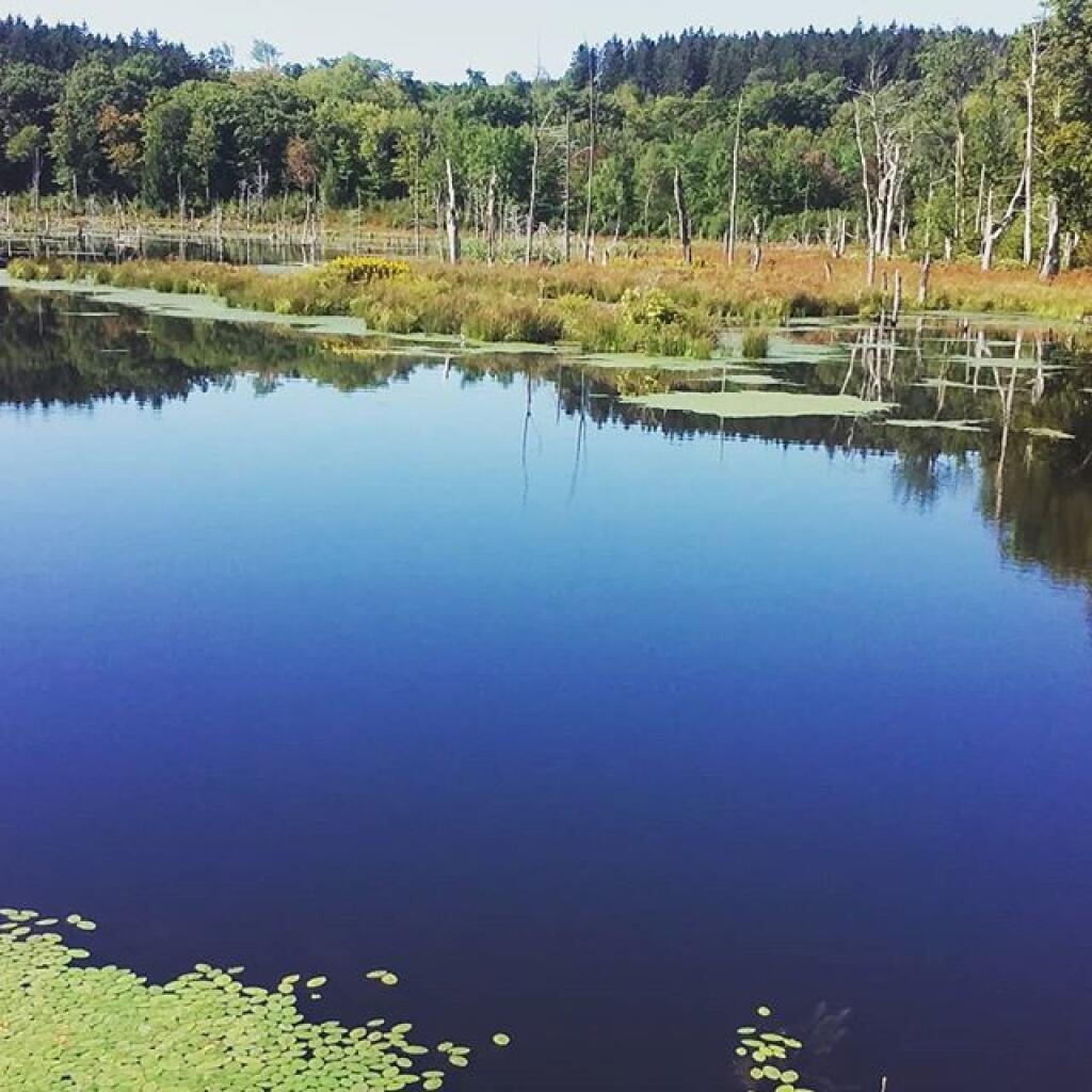 Photo: Looking Glass Pond Photo: Looking Glass Pond