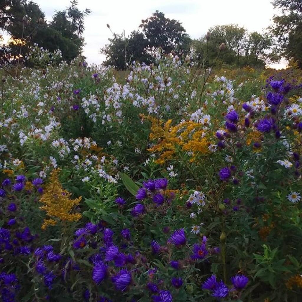 Photo: Wildflowers Photo: Wildflowers